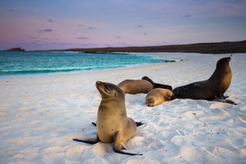 Tuleni na Galapágách