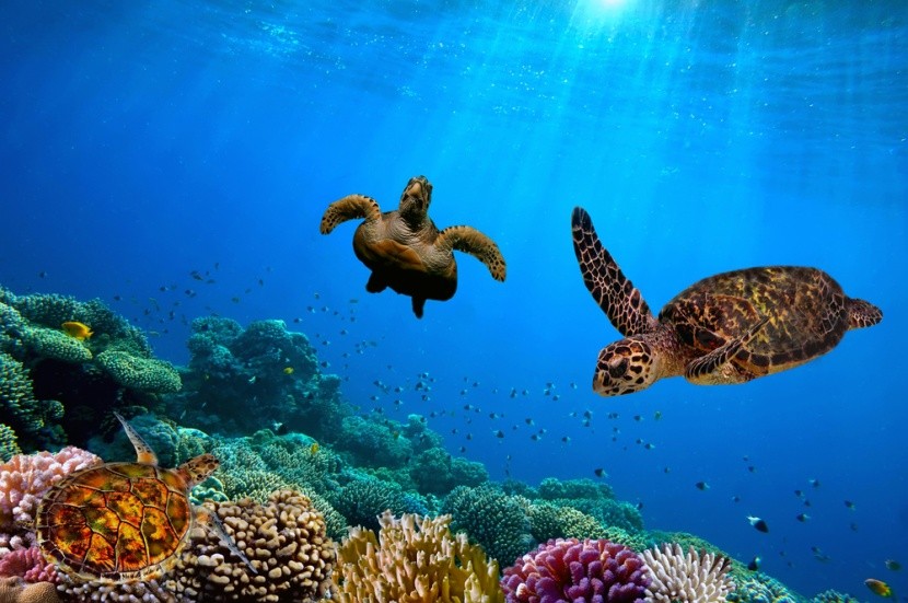Želvy pod hladinou na Galapágách