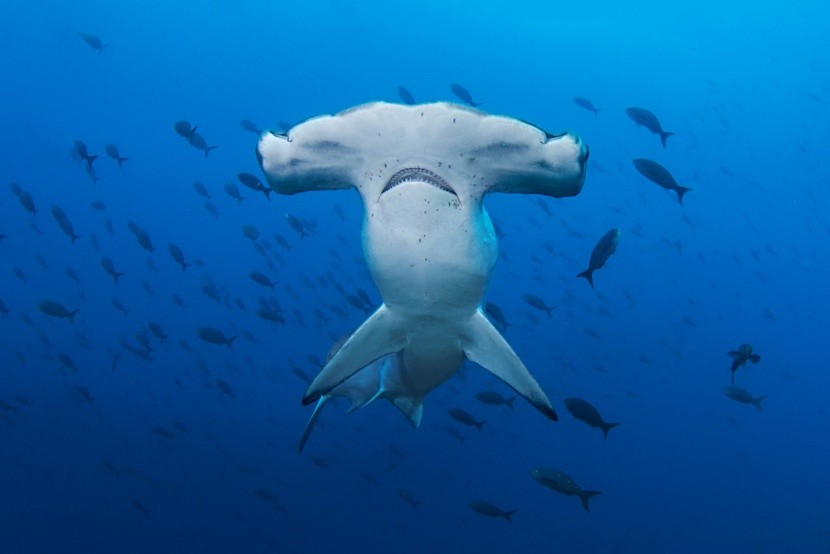 Pozorování žraloků, Galapágy