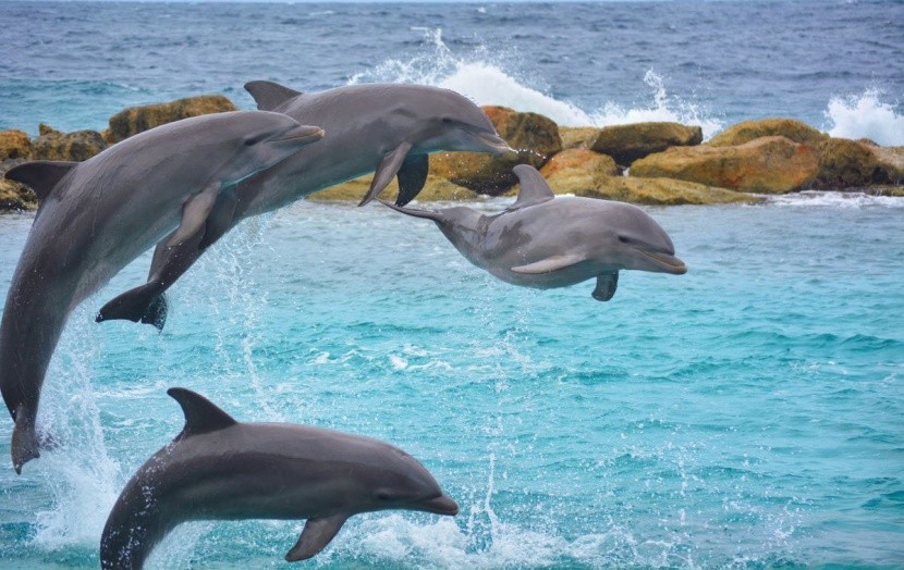 Obserwowanie delfinów - Gran Canaria