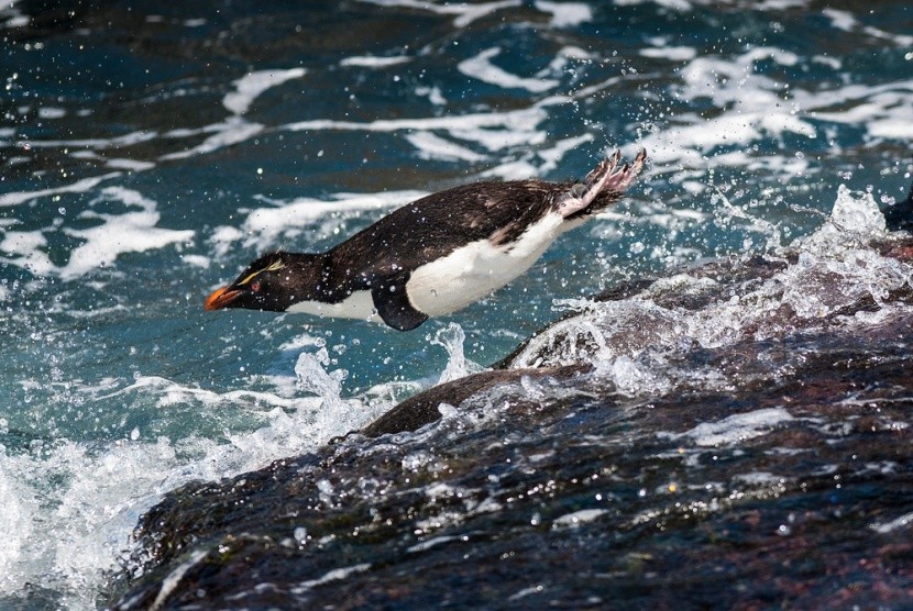 Tučńák v oblasti Patagonie, Chile