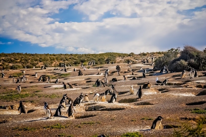 Kolonie tučńáků v Punta Tombo, Argentina