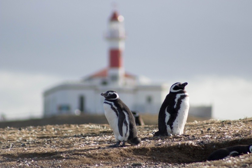 Tučňáci na Isla Magdalena, Chile