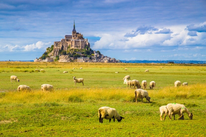 Stáda ovcí u opatství Le Mont Saint Michel