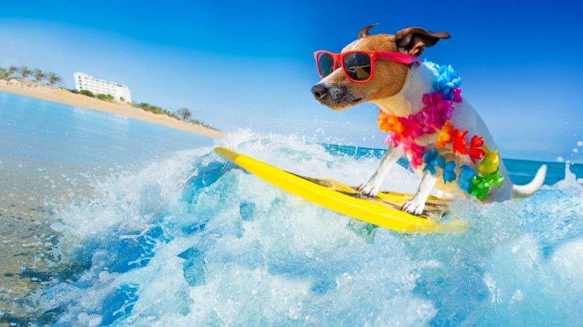 Pes na surfu