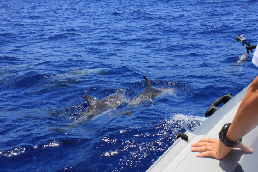 Pozorování delfínů na Madeiře