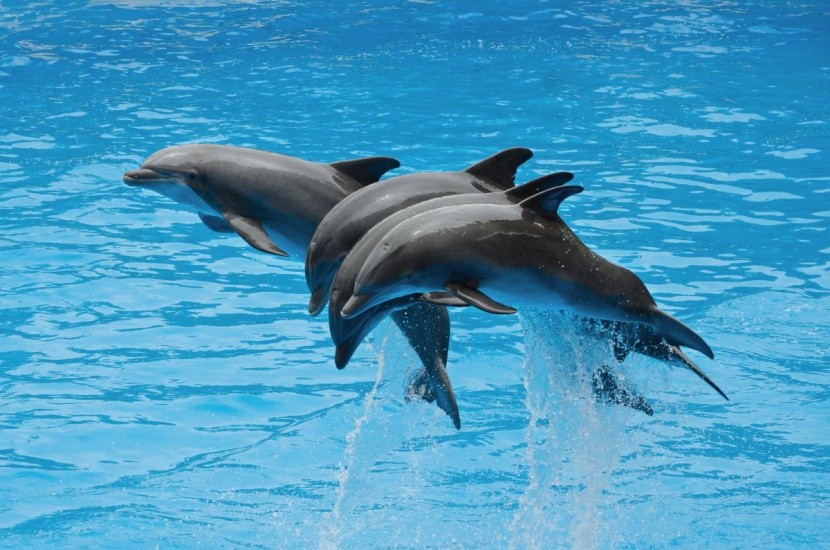 Delfiny butlonose - gdzie spotkać?
