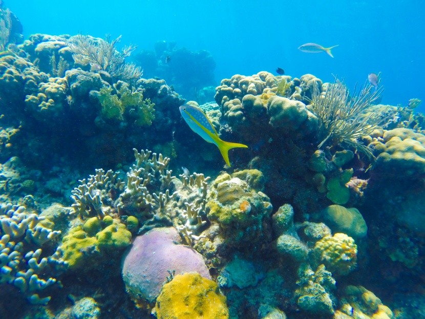 Podmořský svět v Bahía de Cochinos
