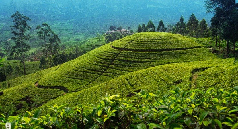 Srí Lankán számos teaültetvény található