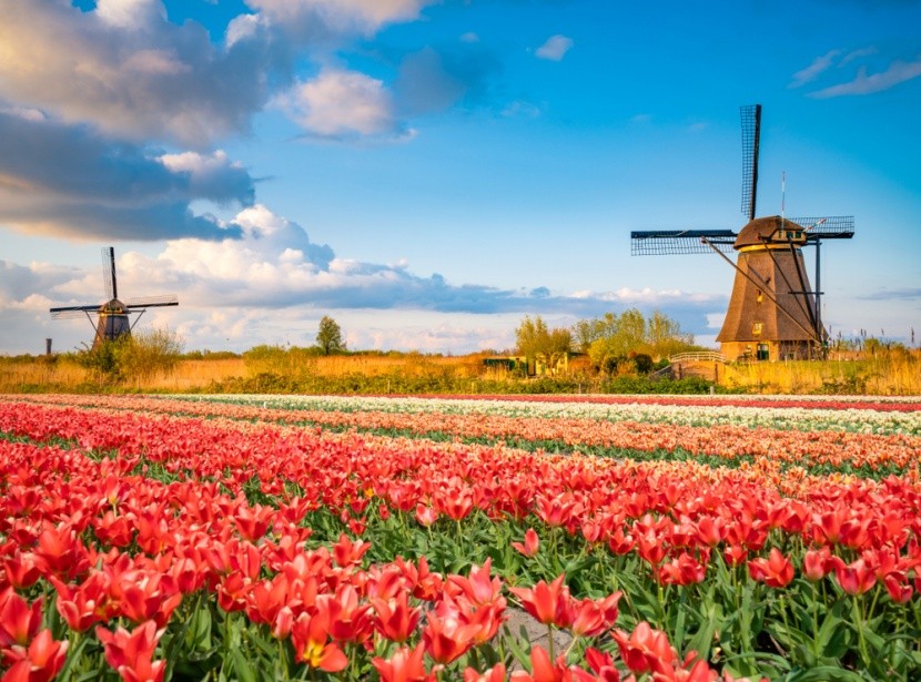 Hollandiára jellemző tulipánok és szélmalmok