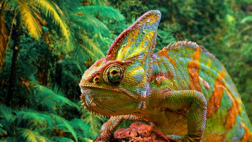 Chameleon na Madagaskaru