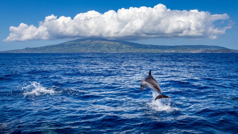 Delfín ve vodách okolo Azorských ostrovů