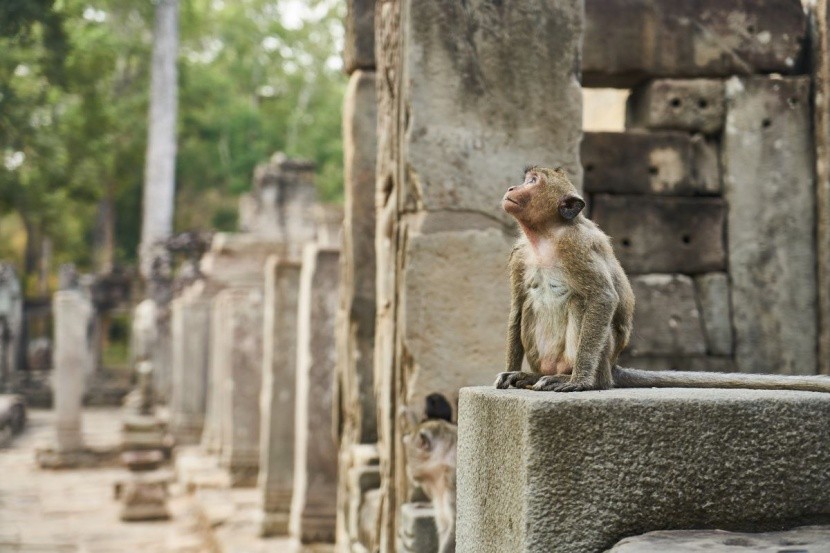 Małpy w Lopburi - Tajlandia