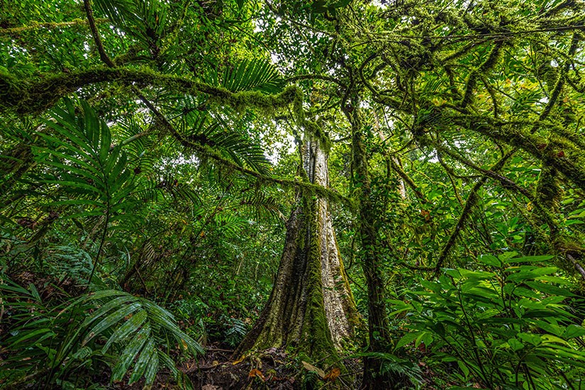 Sűrű esőerdő Balin