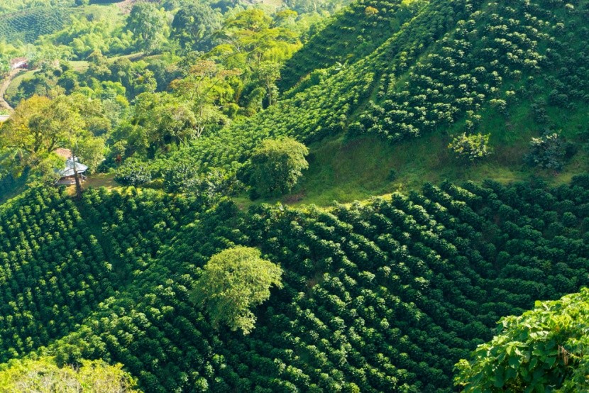 Kolumbijské kávové plantáže