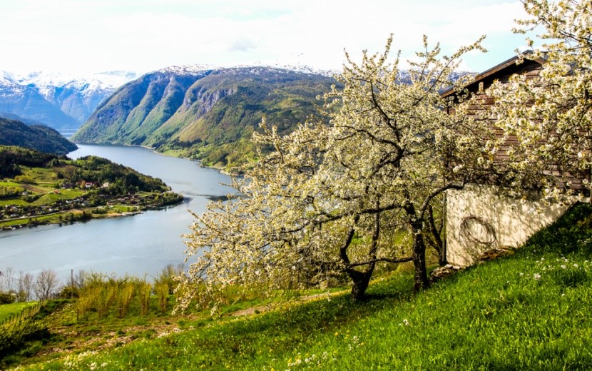 Kvetoucí jabloň u Hardangerfjord, Norsko
