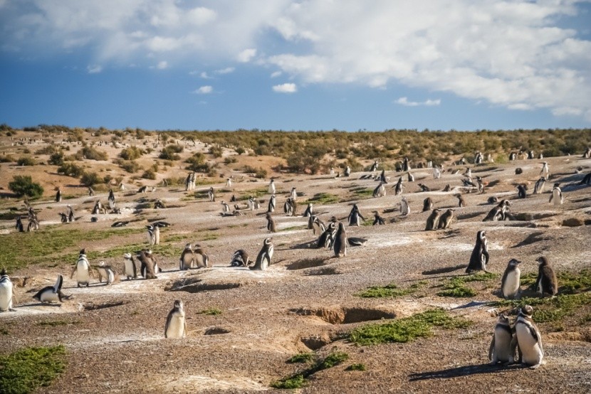 Tučňáci v oblasti  Punta Tombo, Patagonie