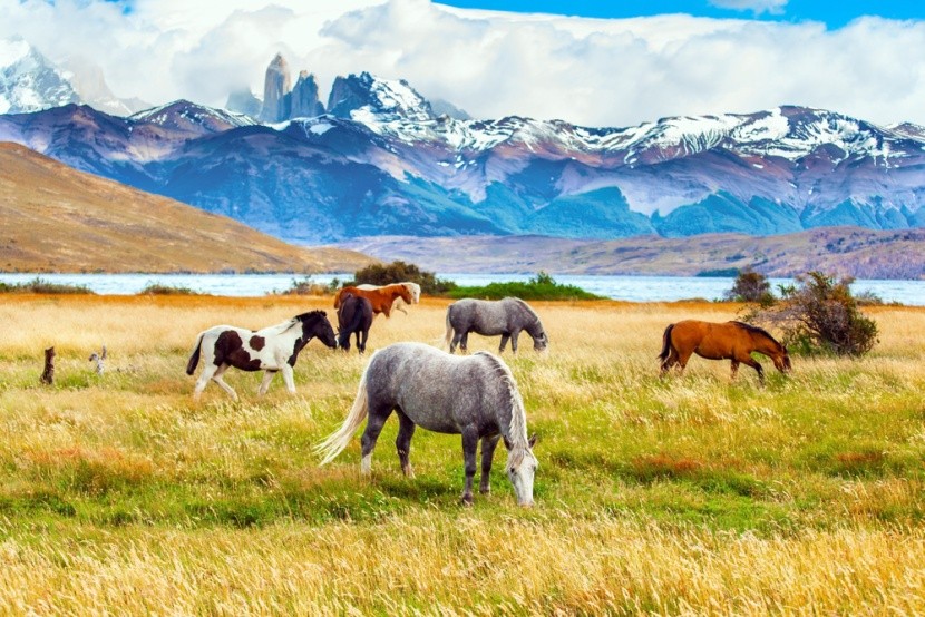 Národní park Torres del Paine, Patagonie