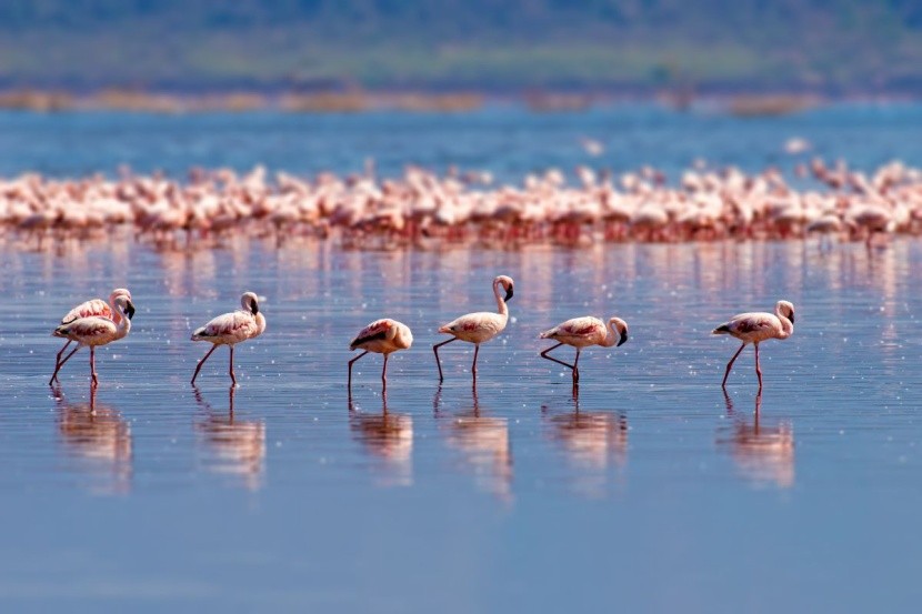 Różowe flamingi w Larnace