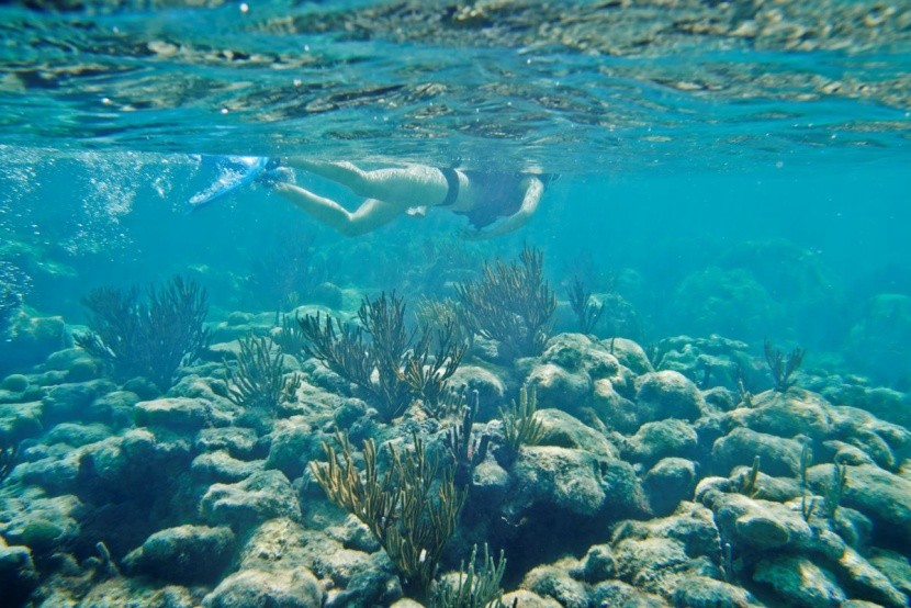 Snorkeling w oceanie