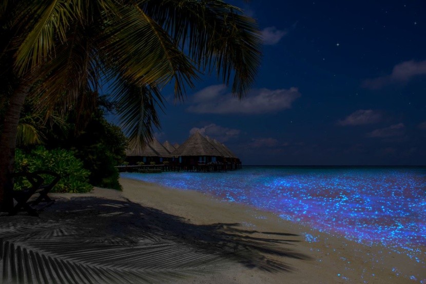 Wyspa Vaadhoo - Malediwy - świecąca plaża