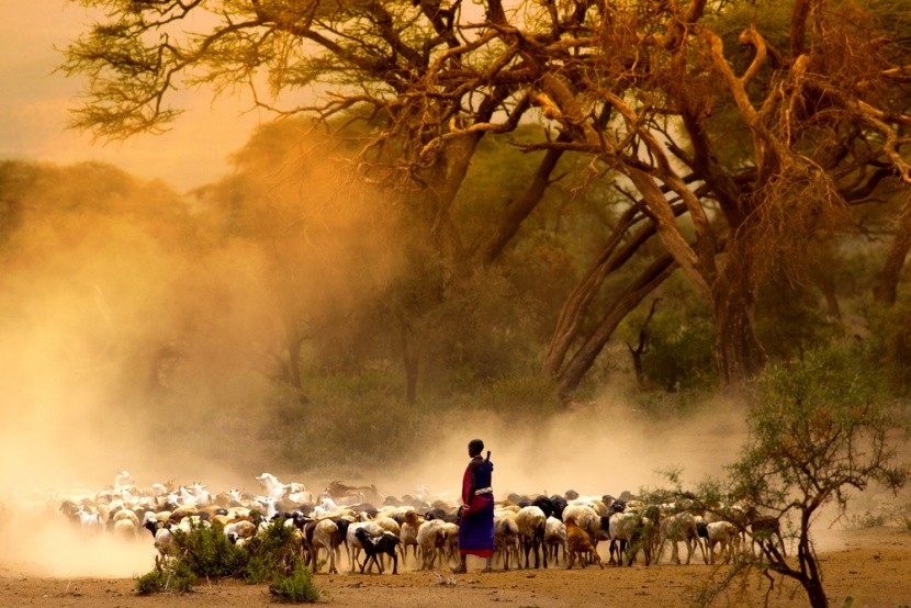 Masaj pasoucí stádo koz, Keňa