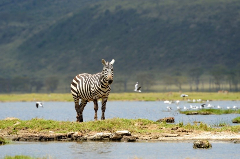 Park Narodowy Kruger, RPA