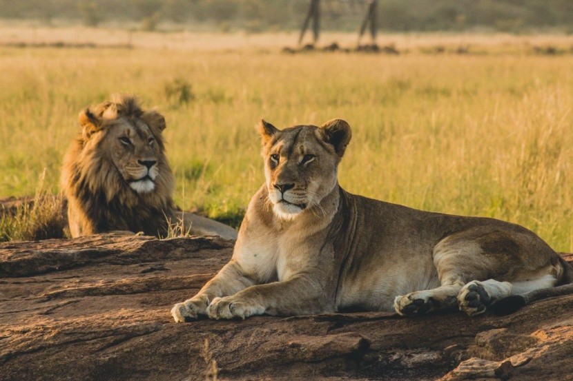 Park Narodowy Serengeti, Tanzania