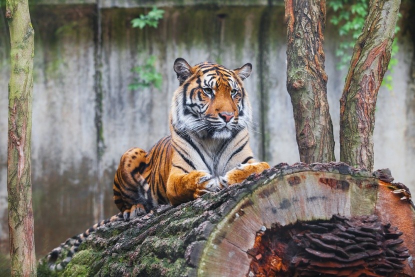 Tygr sumaterský, Sumatra