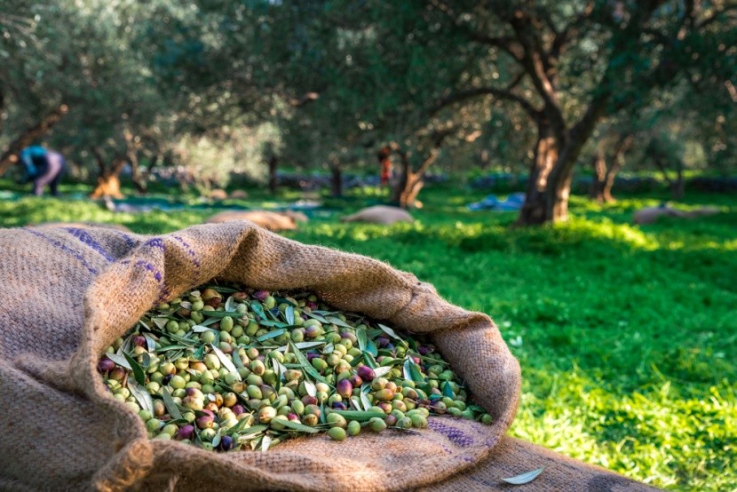 Olivový sad na Krétě, Řecko