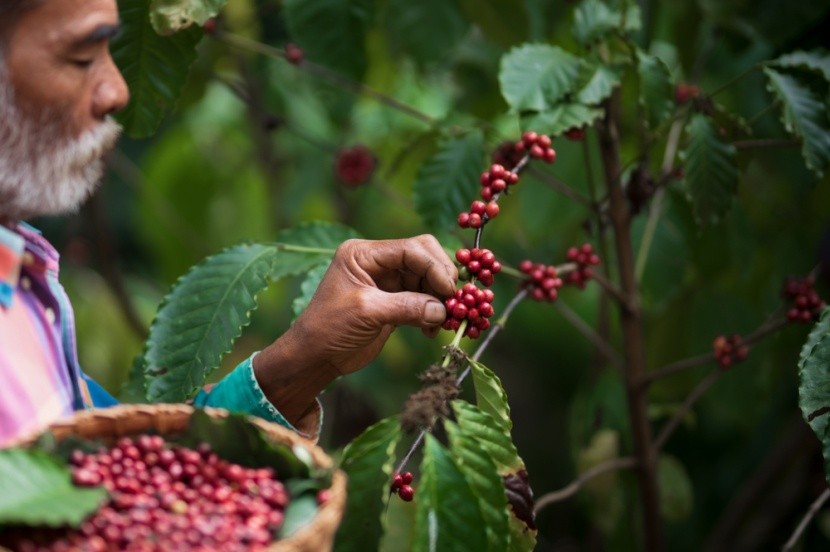 Kávová plantáž v Malajsii