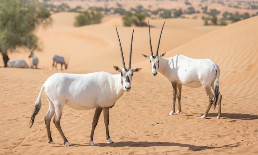 Oryx arabský v dubajském safari