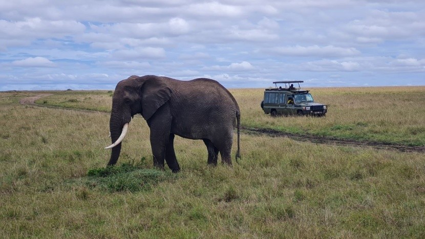 Safari w Kenii to jedna z popularniejszych at