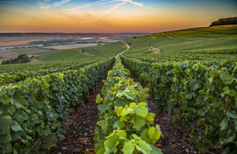 Vinice v Champagne-Ardenne, Francie