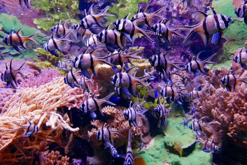 Al-Nayzak Beach - plaże Marsa Alam