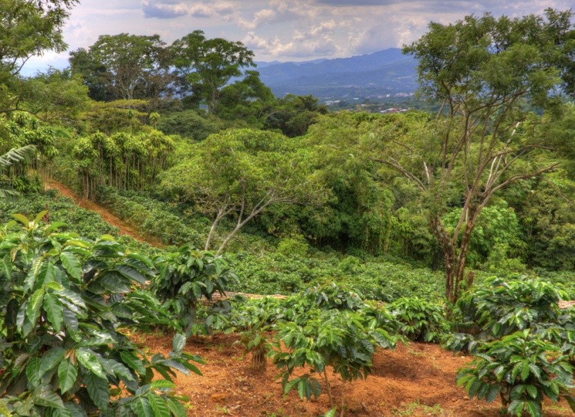 Malá kávová plantáž v Kostarice