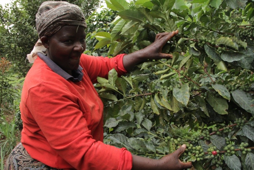 Kávová plantáž v Keni