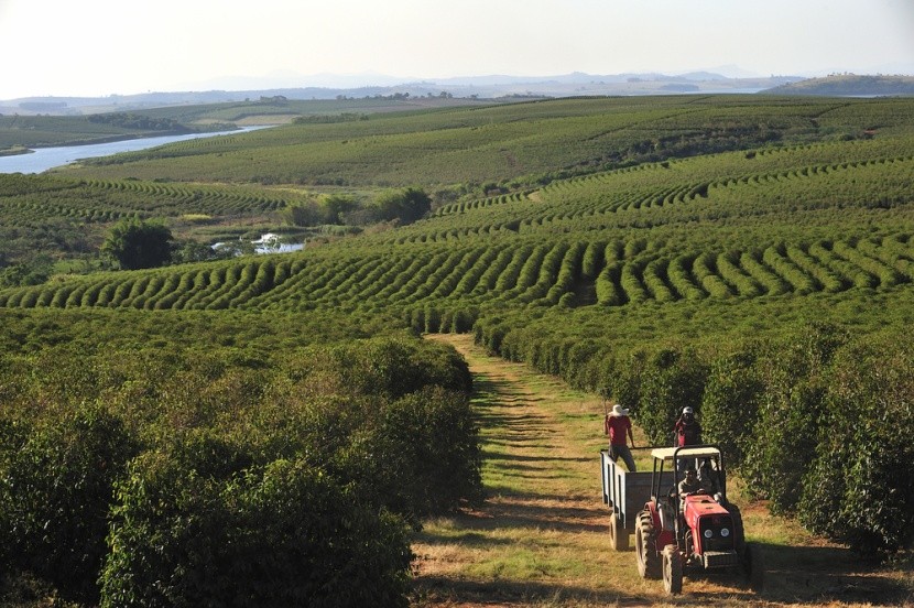 Kávové plantáže v Alfenas, Brazílie