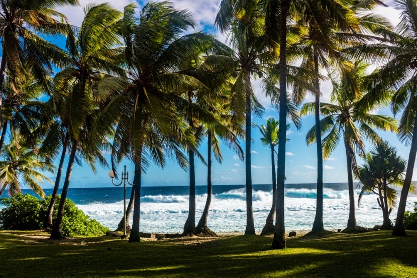 Palmový háj, Réunion