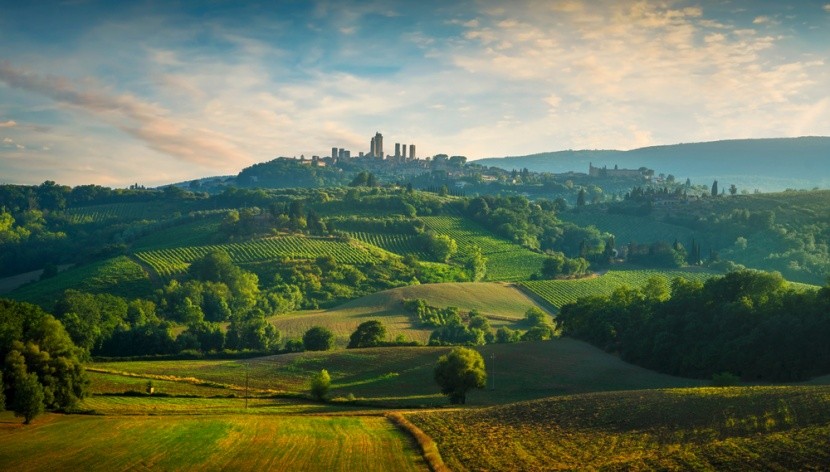 Vinice v San Gimignano, toskánsko