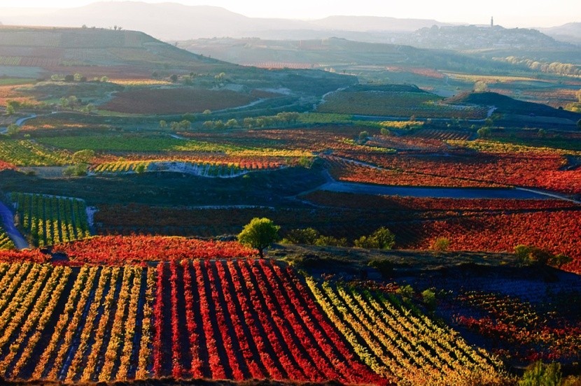 Vinice v Rioja, Španělsko