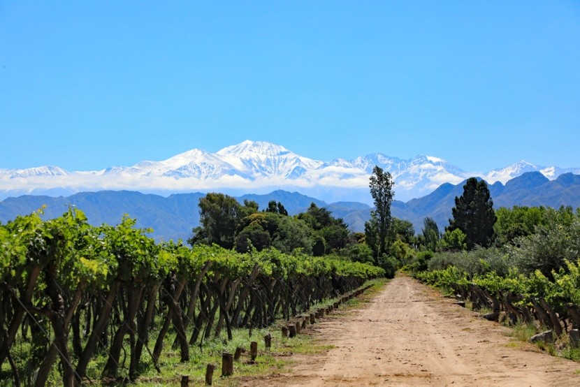 Vinice v blízkosti Lujan de Cuyo, Argentina