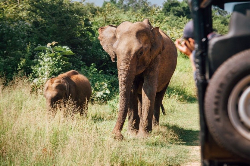 Zanzibar i Tanzania - safari