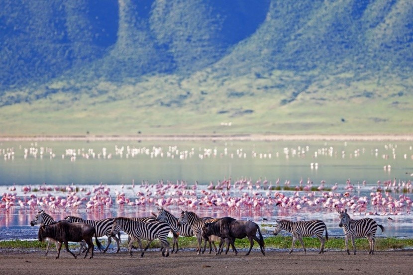 Safari w Tanzanii - Krater Ngorongoro