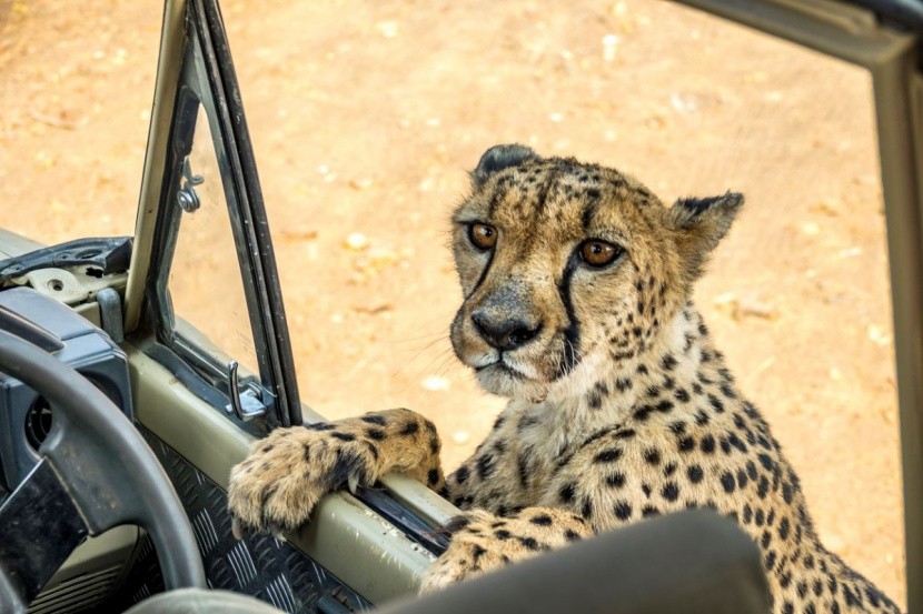 Safari w Tanzanii - Ruaha