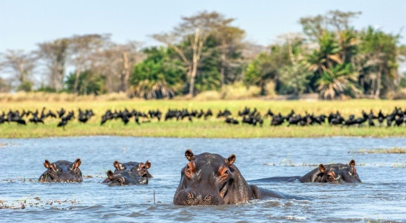 Safari w Tanzanii - Nyerere