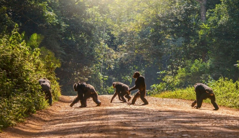 Safari w Tanzanii - Tanganika