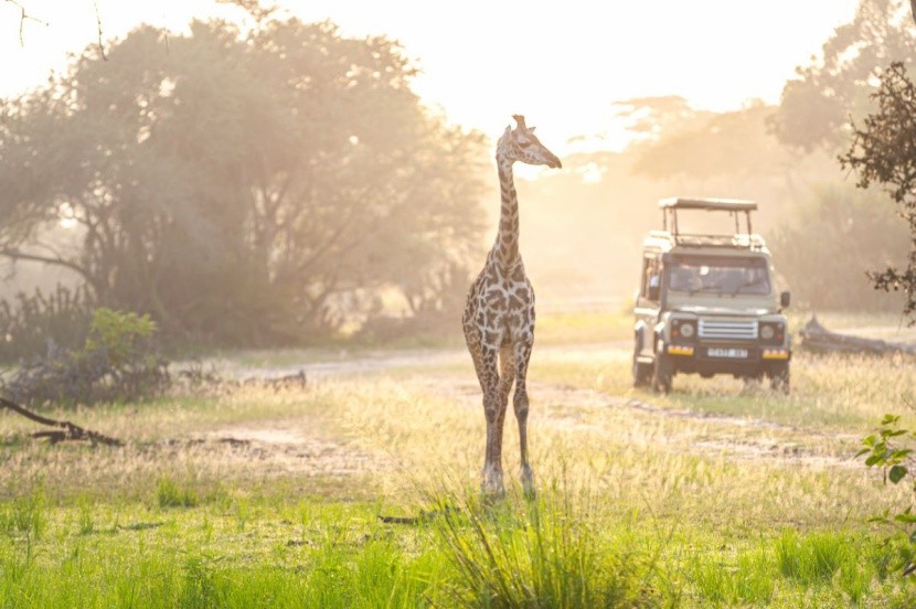 Safari w Tanzanii - Selous