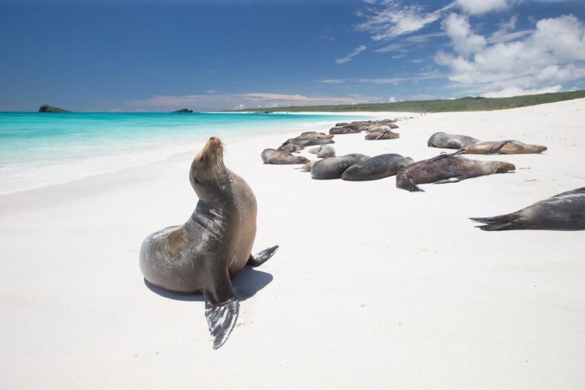 Playa Loberia, Galapágy