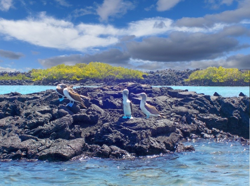 Tintoreras, Galapágy